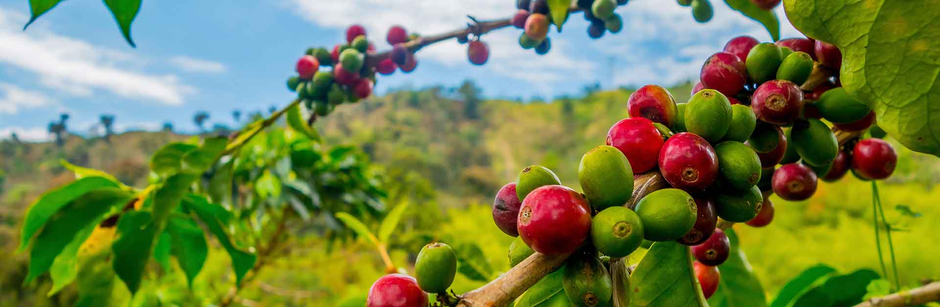 Product Groups Foodprocessing Africa